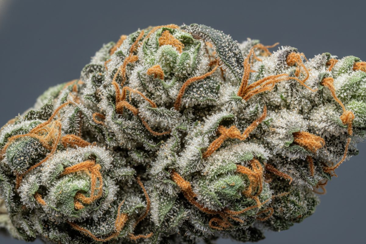 Extreme macro close-up of a dried cannabis bud showing trichomes and orange pistil hairs