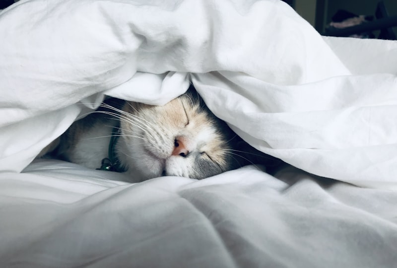 Peaceful sleep — cannabis and insomnia
